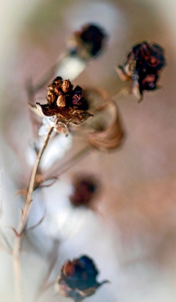 will not change the original evidence, meadow, winter, plant, macro, blackberry, fruit, nature, closeup, sprig, the background, bokeh, iphone wallpaper