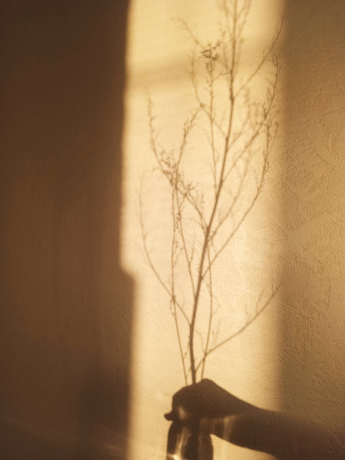Artistic shadow of a branch cast on a sunlit wall, creating a minimalist aesthetic.