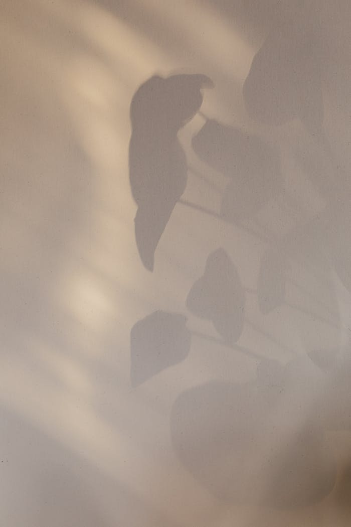 about-img Abstract background of home plant leaves shadow on white wall in daytime
